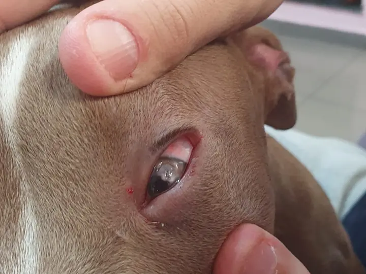 Exame do olho do Loki feito em casa, com a pálpebra afastada para avaliar a córnea