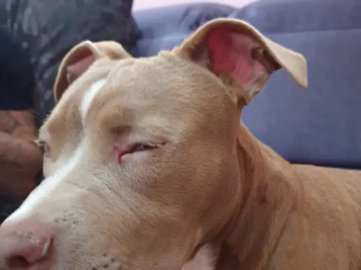 Loki no sofá de casa com o olho semicerrado e avermelhado, primeiro sinal da úlcera de córnea