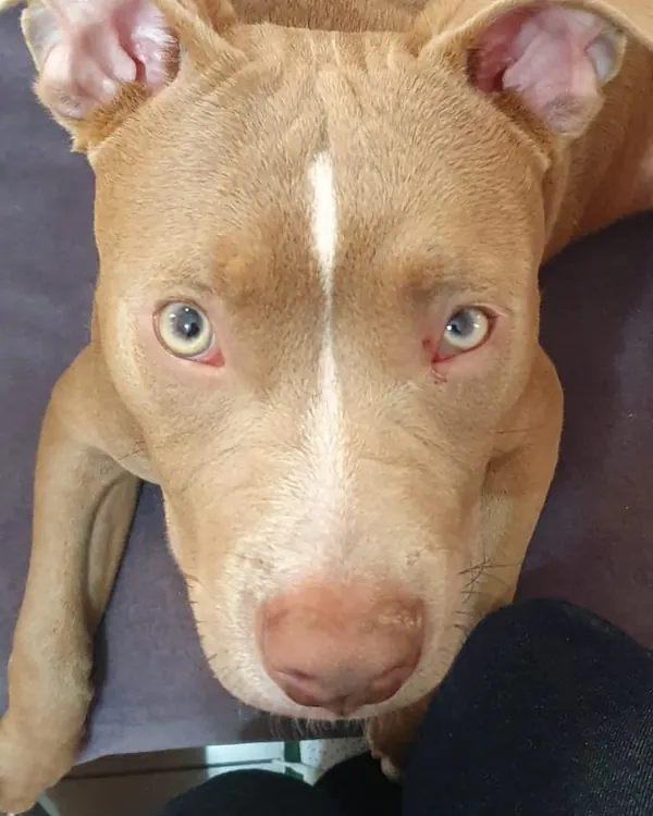 Loki durante a recuperação, com os dois olhos abertos